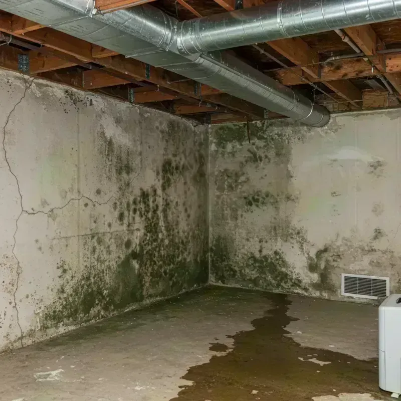 Professional Mold Removal in Glen Carbon, IL